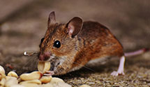 24 Hour & Emergency Exterminators in Grantsboro, NC